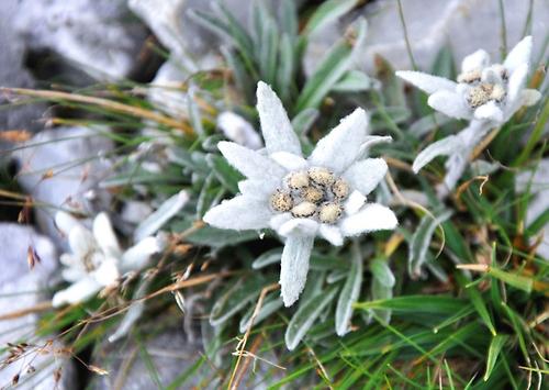 Als Symbol alpiner Identität verehrt, als Heilpflanze geschätzt: das Leontopodium nivale