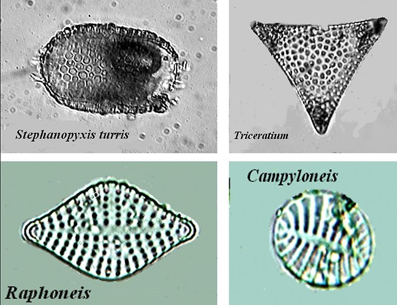 Fossile Kieselalgen