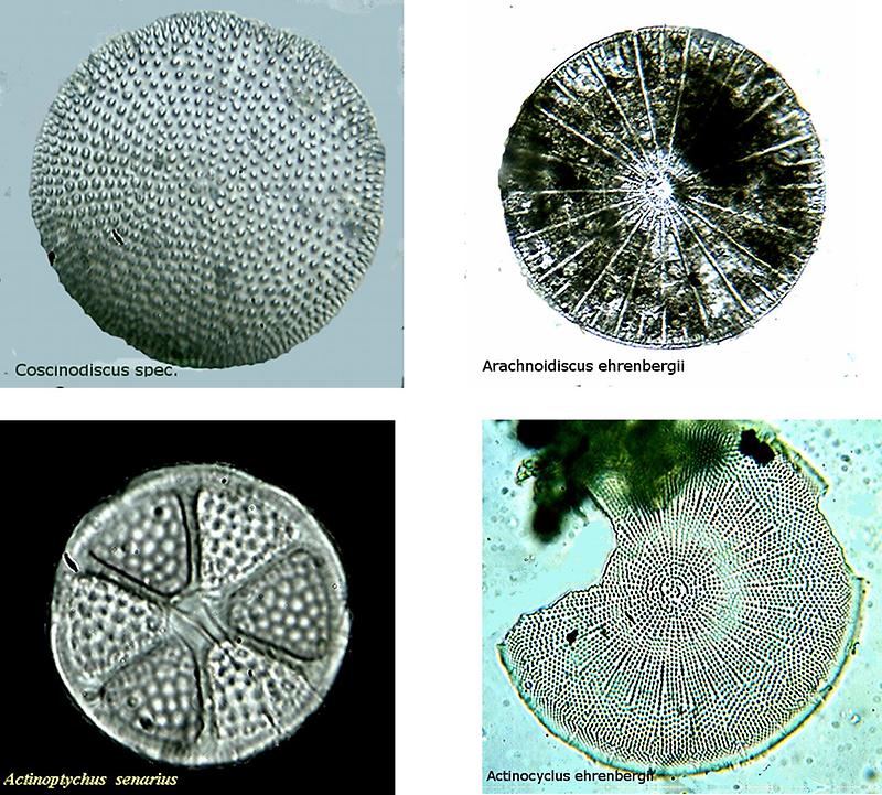 Fossile Kieselalgen