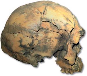 Herto-Fund. 1977 wurde der älteste Fossilienfund gemacht, der dem modernen Menschen zugeordnet werden kann: 160.000 Jahre alt sind die Schädelknochen von drei Erwachsenen, welche man 1977 in Äthiopien fand., Foto: © Biolib
