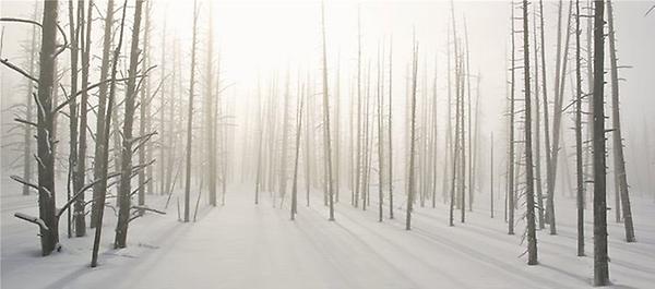 'Dead Forrest' im Yellowstone-Park