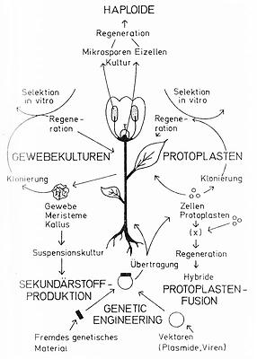 Abb. 7: Übersicht über die Einsatzmöglichkeiten biotechnologischer Verfahren in der Pflanzenzüchtung (nach WENZEL, 1983).