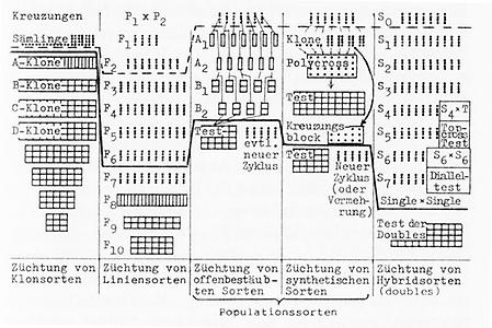 Abb. 6: Darstellung der Zuchtmethodik in den vier Züchtungskategorien.