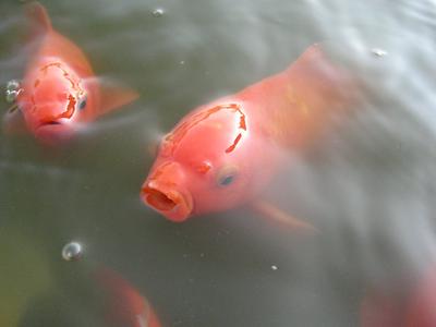 Carassius auratus auratus