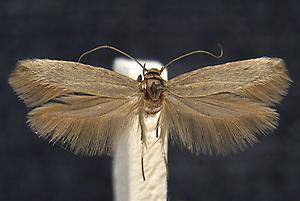 Scythris kasyi, (Hannemann, 1962)