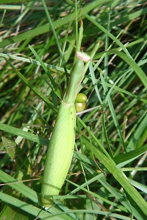 Gottesanbeterin (Mantis religiosa)