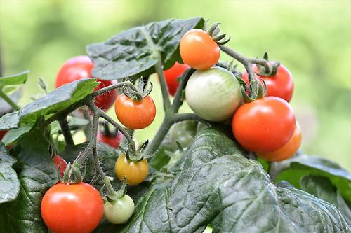 Die Testpersonen gaben unter anderen Tomatenpflanzen. Sie spendeten unterschiedliche Abfolgen von Lauten, die an eine Klicksprache erinnern.