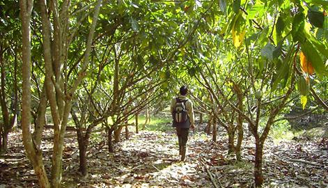 Kakao (Theobroma cacao)