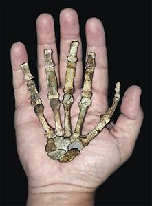 Fast zwei Millionen Jahre alter Handknochen