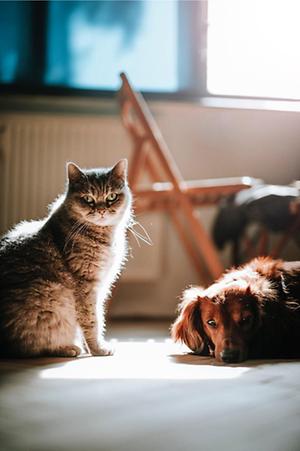 Katze und Hund