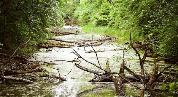 60 Meter unter dem Nationalpark Donau-Auen sollen die Tunnelröhren verlaufen. Kritiker befürchten gravierende Auswirkungen auf das fragile Ökosystem der Lobau.\Foto: © apa / Robert Jäger