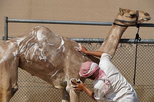 Ein Kamel wird gewaschen