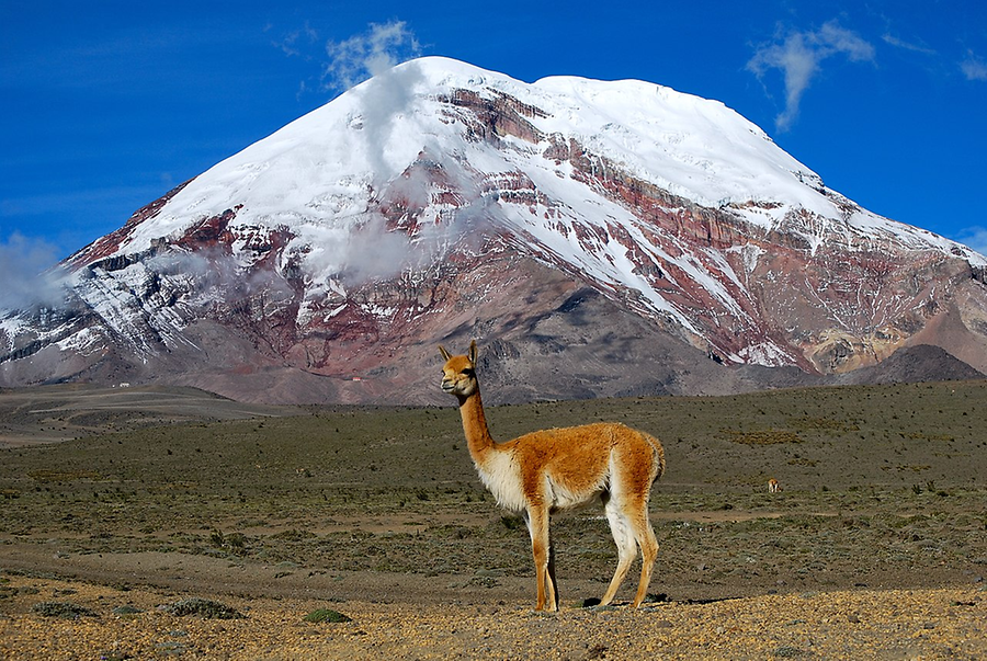 Vikunja am Chimborazo (Vulkan mit 6300 m Höhe), dem höchsten Berg Ecuadors (Foto: David Torres Costales, Riobamba)