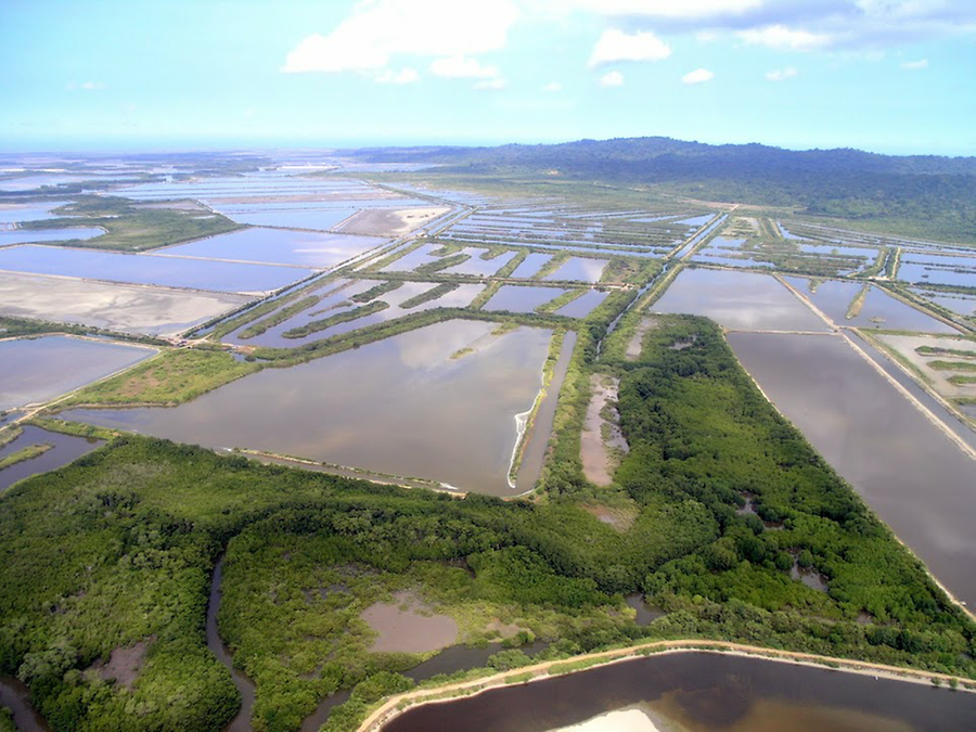 Garnelenplantage in der Bucht von Guayaquil am Pazifischen Ozean (Foto: Rifkat Chajbullin auf Google Earth)