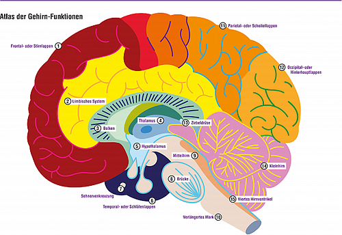 Atlas der Gehirn-Funktionen
