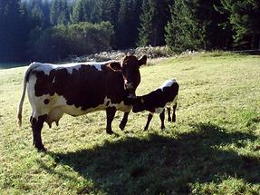 Bauernhof Finsterwald