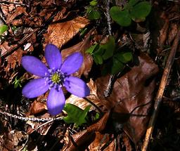 Viele Frühlingsblumen Leberblümchen