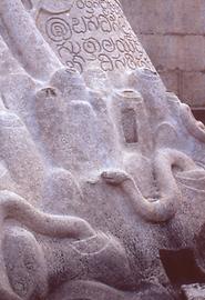 Snakes are living in termite mounds