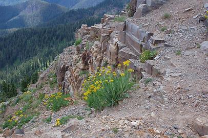 Alpine Flora