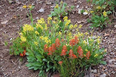 Alpine Flora