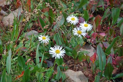 Alpine Flora