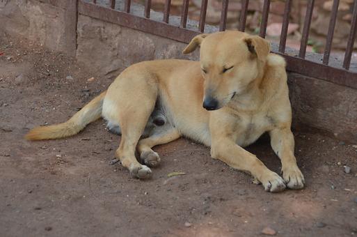 schlafende Hunde