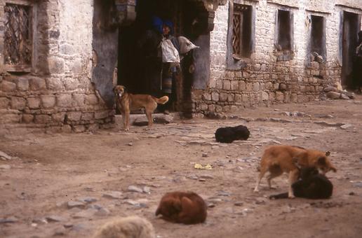 Dogs in Buddhist Lama Monasteries