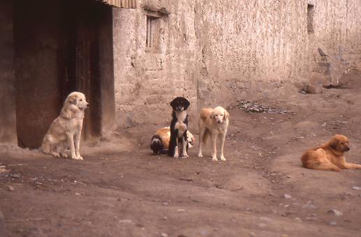 Hunde buddhistischen Lamaklöstern