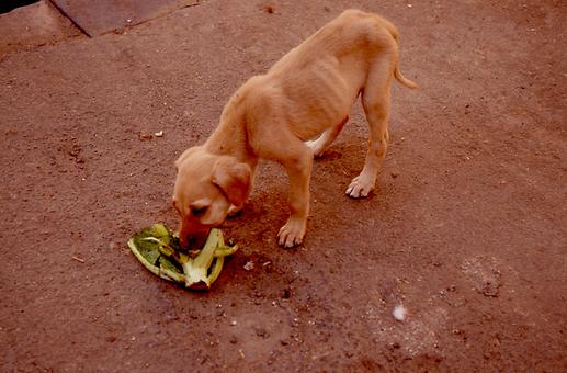 streunender Hund