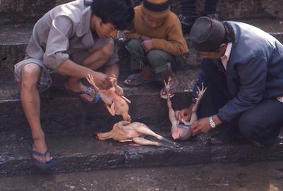 Even at the roadside and in cooking shops food is served. Since the members of the higher castes are often vegetarian, dairy products and fried pastries are of particular importance