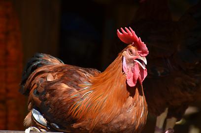 Animals that are sacrificed to the Goddess have to be male and as dark coloured as possible