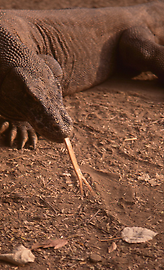 Komodo dragon