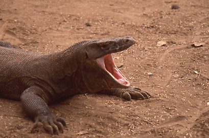 Komodowarane