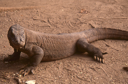 Komodo dragon