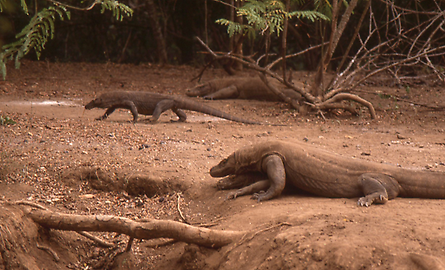 Komodowarane