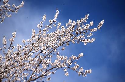 Apricot trees