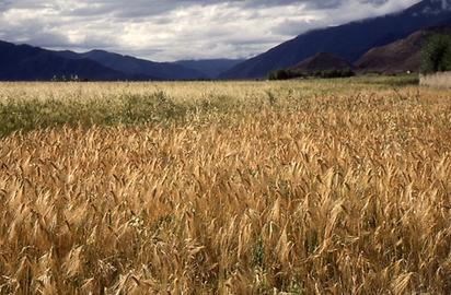 Barley field