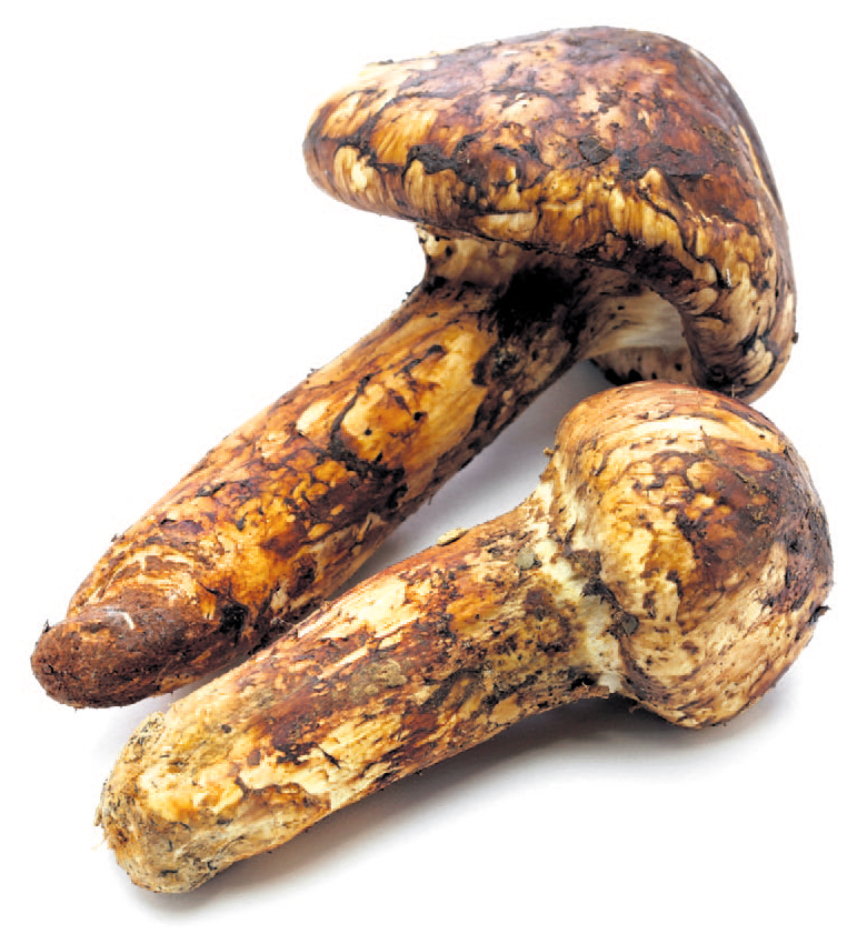 Anthropozän Matsutake Ökologie Essays im AustriaForum