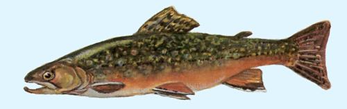 Amerikanischer Bachsaibling | Fauna | Natur im Austria-Forum Amerikanischer Bachsaibling | Fauna | Natur im Austria-Forum