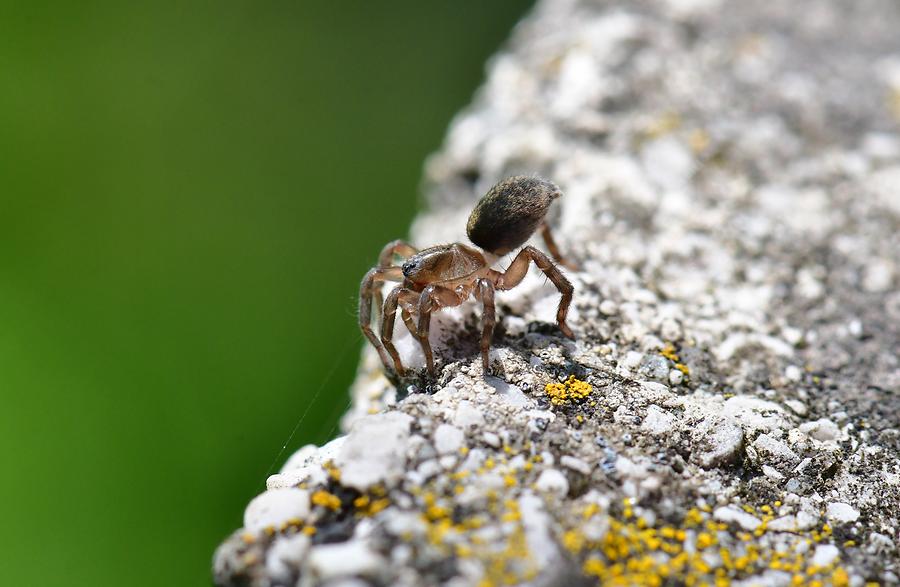 Arctosa lutetiana