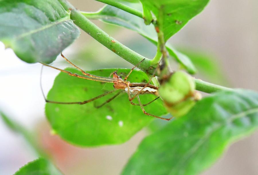 Bergstreckerspinne