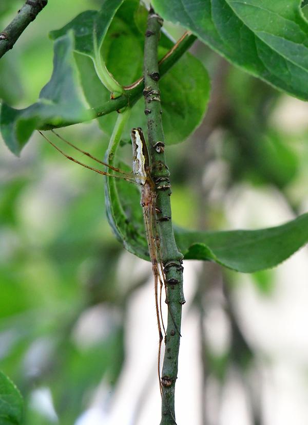 Bergstreckerspinne