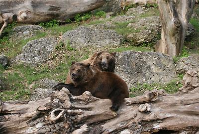 Bären im Zoo Salzburg., Foto: Robin Müller. Aus: Wikicommons unter CC 