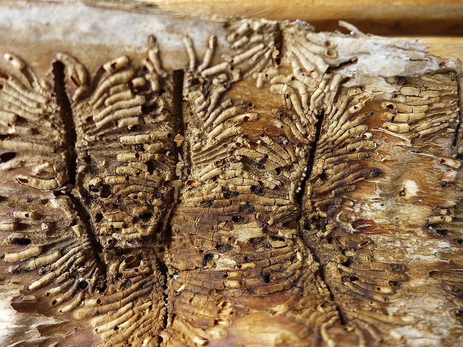 Fraßgänge (7) | Bunter Eschenbastkäfer | Fauna | Natur im Austria-Forum