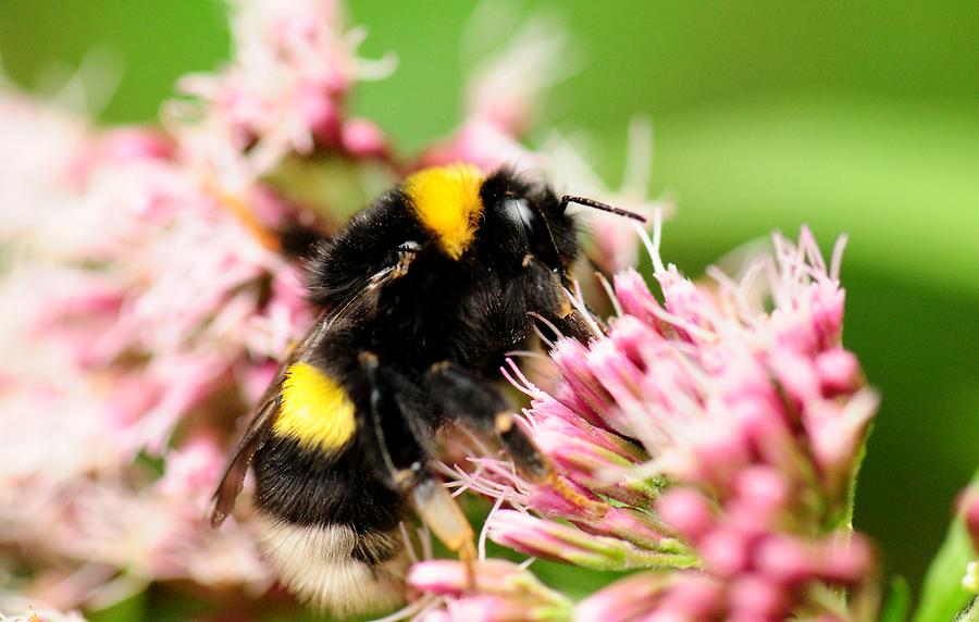 Feldhummel