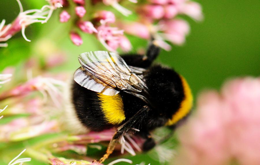 Feldhummel