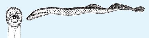 Flussneunauge Fauna Natur im AustriaForum