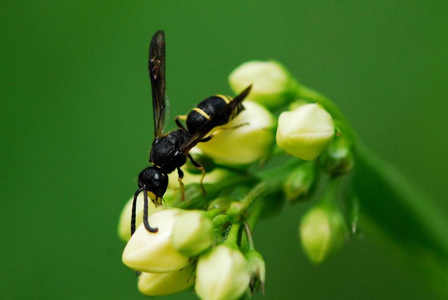 Gelbschwarze Blattwespe