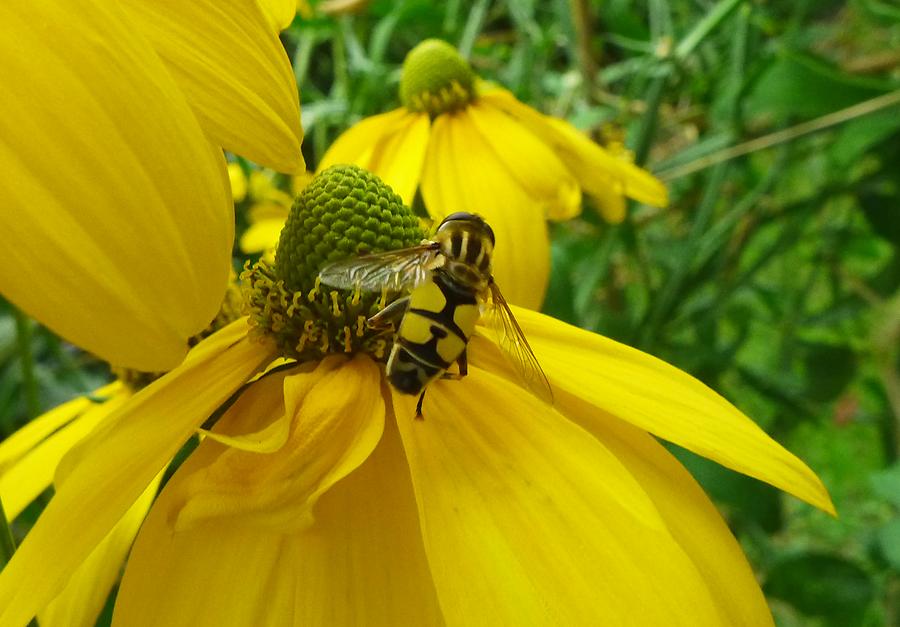 Große Sumpfschwebfliege