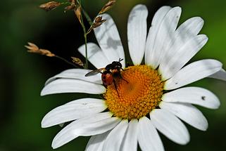 Gymnosoma rotundatum (1)